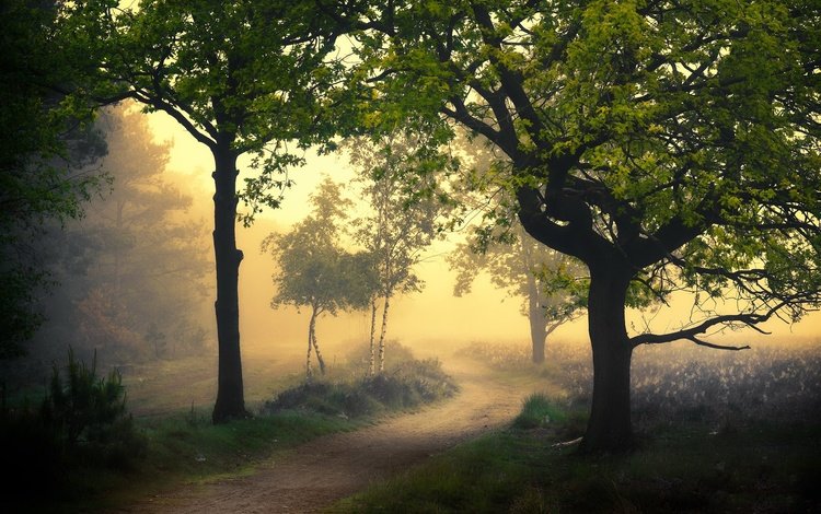 дорога, природа, туман, road, nature, fog