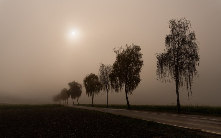 дорога, утро, туман, березы, силуэты, road, morning, fog, birch, silhouettes