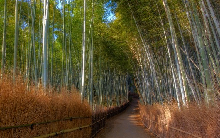 арт, бамбуковая роща, трава, деревья, река, лес, дорожка, тропинка, бамбук, art, bamboo grove, grass, trees, river, forest, track, path, bamboo