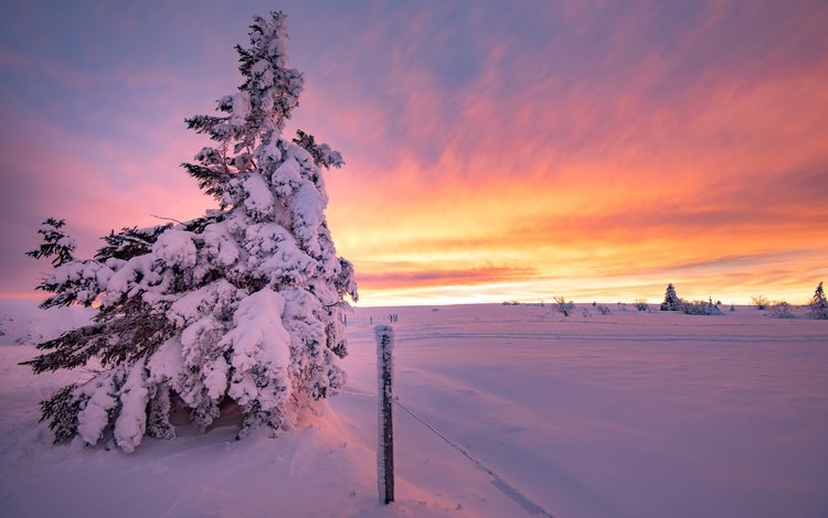 елка, закат, зима, tree, sunset, winter