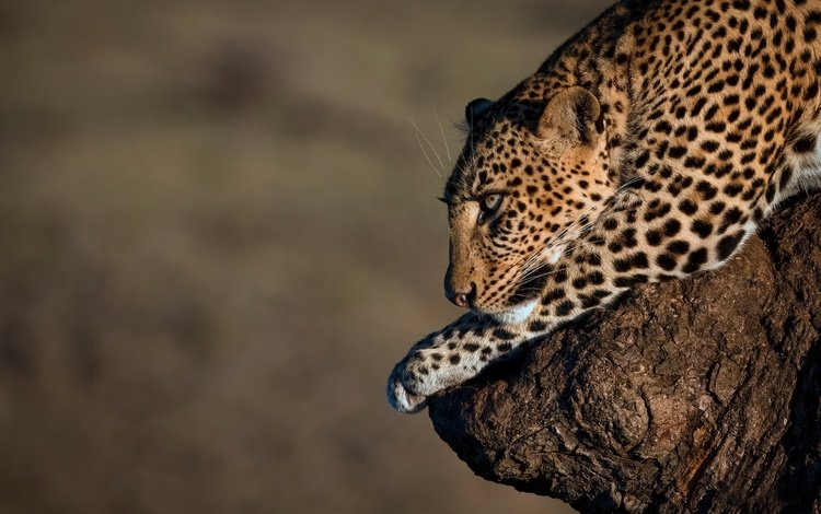 фон, леопард, дикая кошка, background, leopard, wild cat