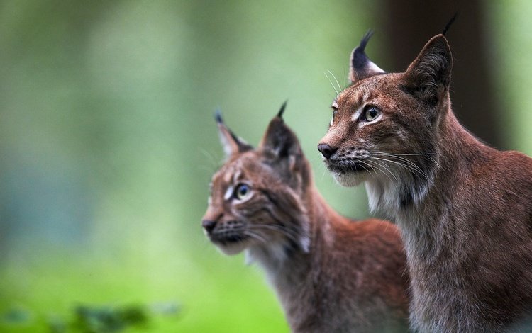 фон, рысь, пара, дикие кошки, background, lynx, pair, wild cats