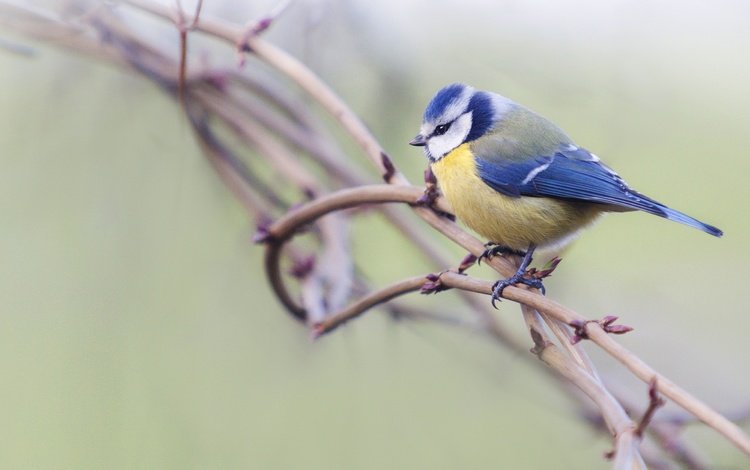 фон, ветки, птица, синица, background, branches, bird, tit