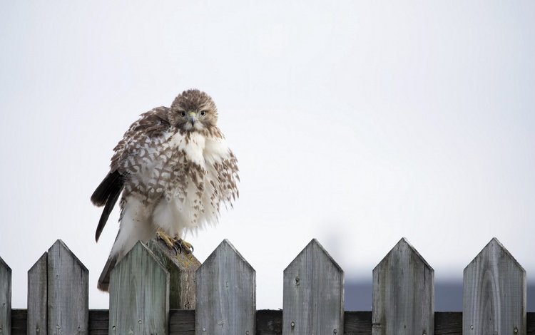 фон, забор, птица, background, the fence, bird