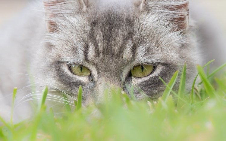 глаза, трава, мордочка, кошка, взгляд, eyes, grass, muzzle, cat, look
