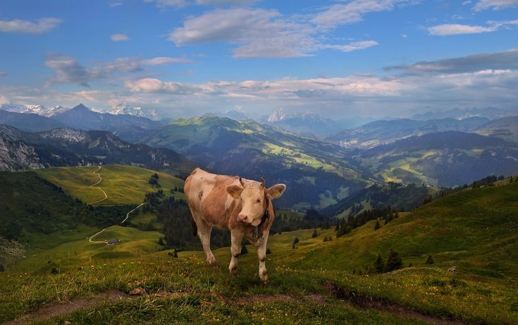 горы, пастбище, корова, альпы, mountains, pasture, cow, alps
