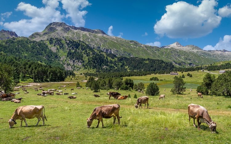 горы, зелень, пастбище, альпы, стадо, коровы, mountains, greens, pasture, alps, the herd, cows