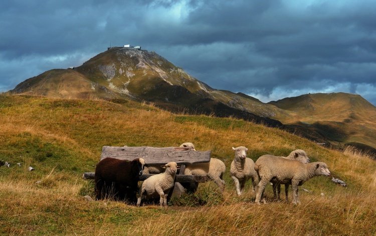 холмы, пастбище, овцы, ягнята, hills, pasture, sheep, lambs
