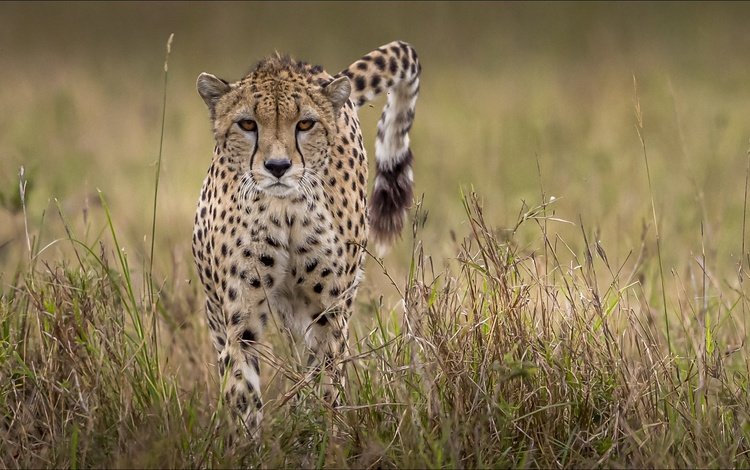 хвост, гепард, tail, cheetah