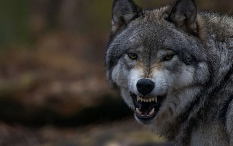 клыки, зубы, оскал, пасть, волк, fangs, teeth, grin, mouth, wolf