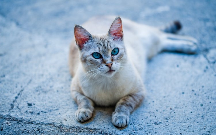 кошка, голубые глаза, лапки, cat, blue eyes, legs