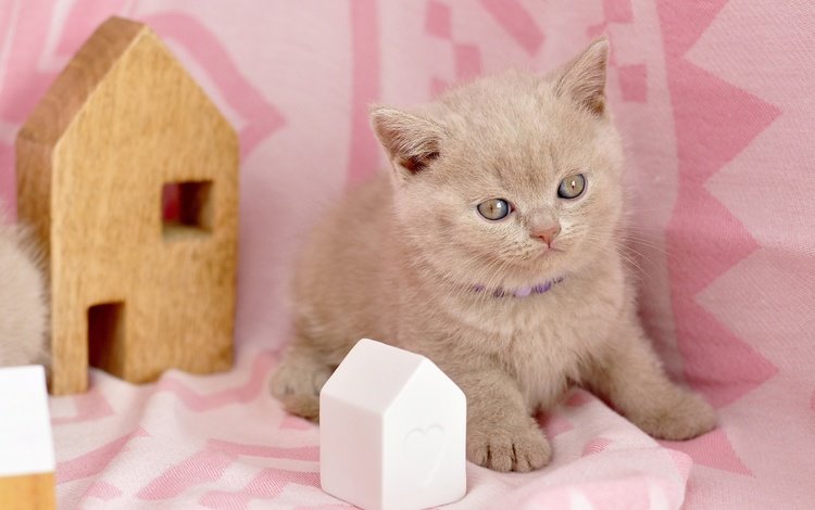 кошка, котенок, ткань, домик, бусы, британский, розовый фон, cat, kitty, fabric, house, beads, british, pink background