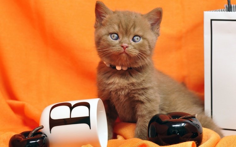 кошка, взгляд, котенок, кружка, ткань, яблоко, британский, оранжевый фон, cat, look, kitty, mug, fabric, apple, british, orange background