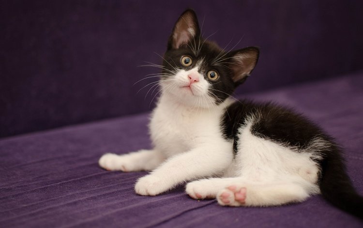 кошка, взгляд, котенок, лежит, ткань, чёрно-белый, cat, look, kitty, lies, fabric, black and white