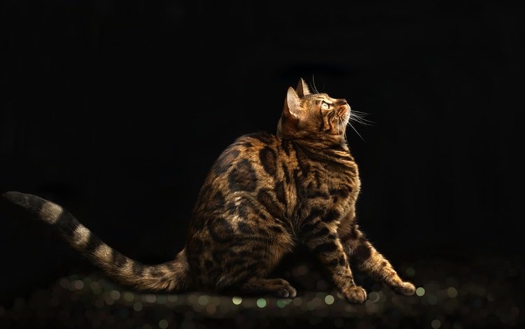 мордочка, кошка, взгляд, профиль, черный фон, бенгальская кошка, muzzle, cat, look, profile, black background, bengal cat