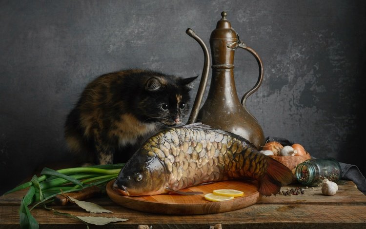 кот, кошка, рыба, карп, cat, fish, carp