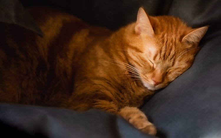 кот, кошка, сон, лежит, спит, темный фон, кресло, рыжий, закрытые глаза, closed eyes, cat, sleep, lies, sleeping, the dark background, chair, red