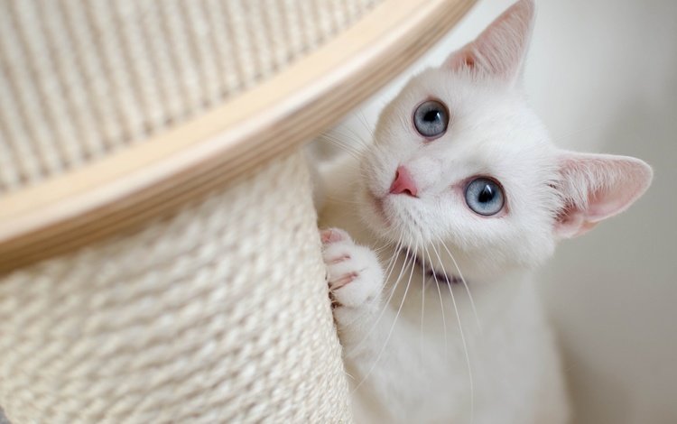 кот, кошка, взгляд, ошейник, голубые глаза, cat, look, collar, blue eyes