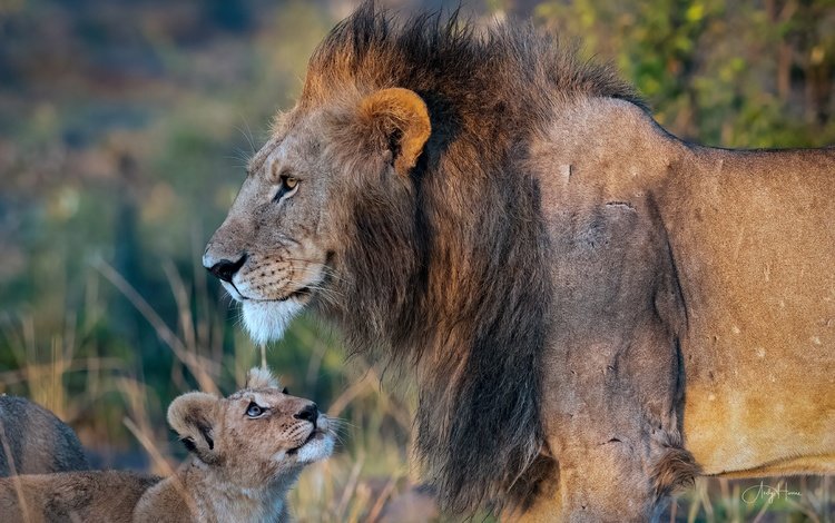 дикие кошки, лев, грива, львёнок, детеныш, wild cats, leo, mane, lion, cub