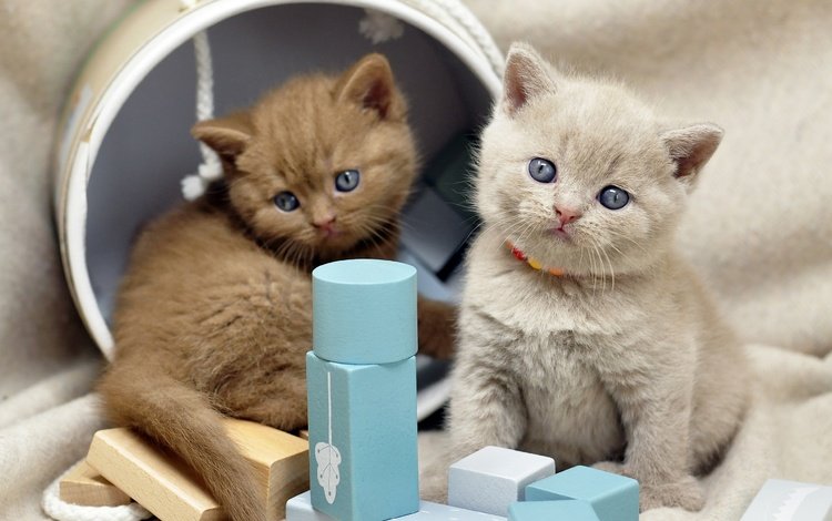 котенок, кубики, кошки, бусы, малыши, котята, коробка, мордашки, kitty, cubes, cats, beads, kids, kittens, box, faces
