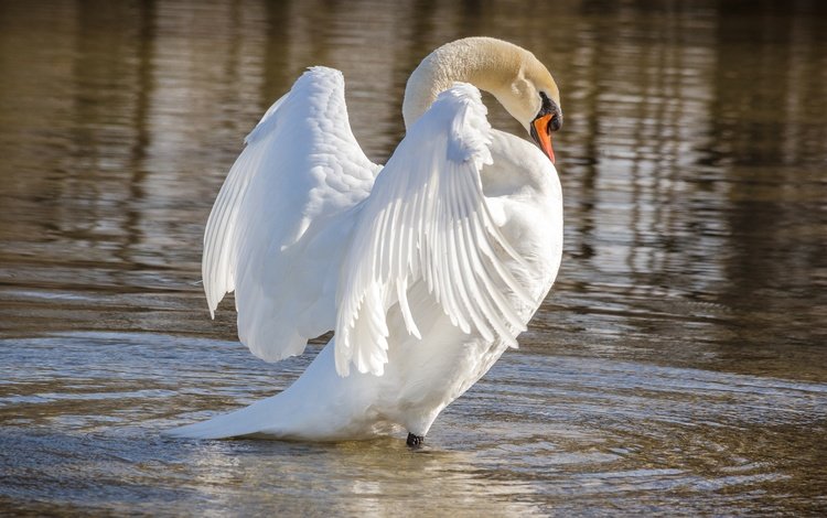 крылья, белый, водоем, птица, лебедь, wings, white, pond, bird, swan