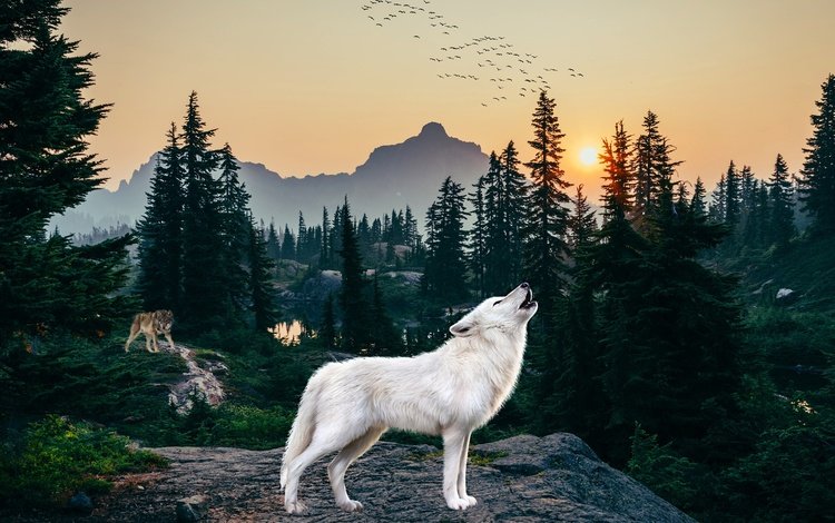 лес, белый, рендеринг, волк, вой, полярный, forest, white, rendering, wolf, howl, polar