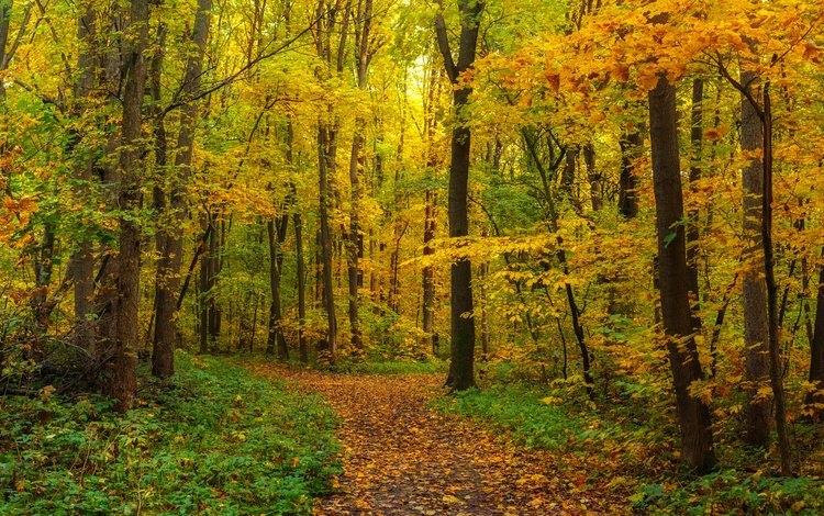 лес, листва, панорама, осень, forest, foliage, panorama, autumn