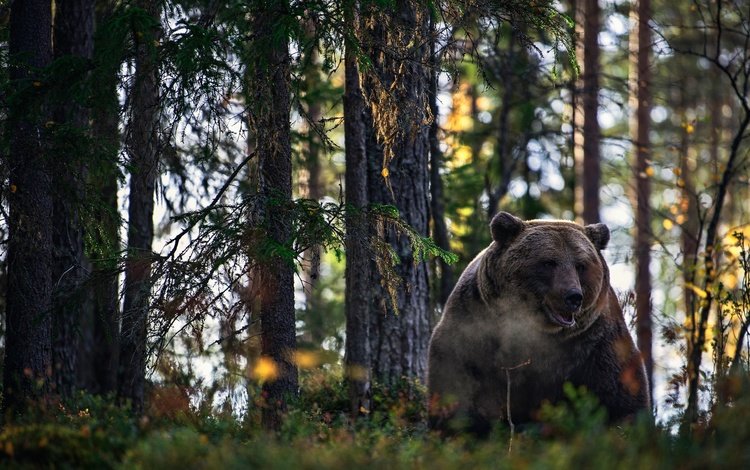лес, медведь, зверь, forest, bear, beast