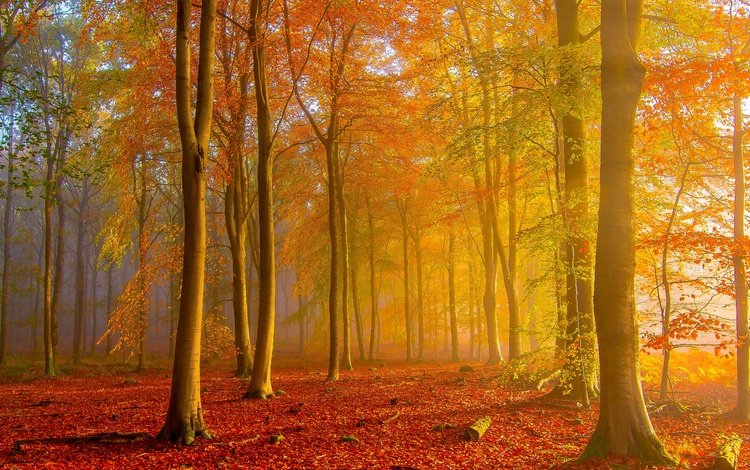 лес, осень, золотая осень, forest, autumn, golden autumn