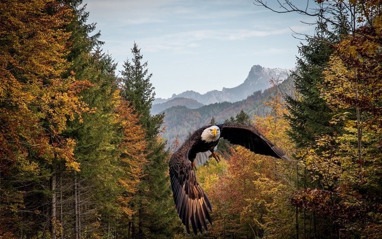 лес, полет, осень, рендеринг, птица, белоголовый орлан, forest, flight, autumn, rendering, bird, bald eagle