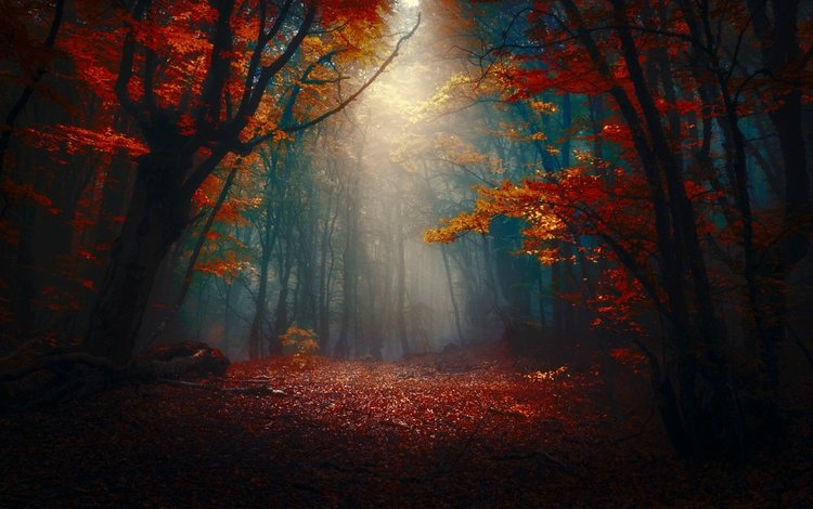 лес, туман, осень, forest, fog, autumn