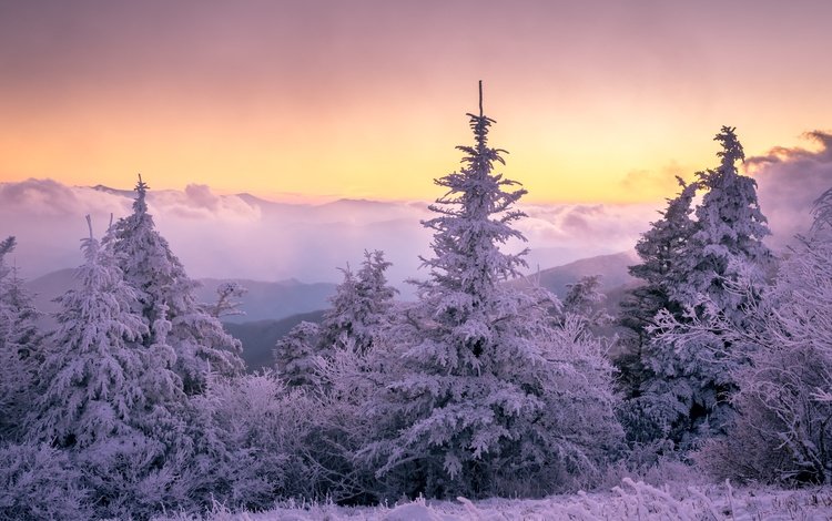 лес, закат, зима, forest, sunset, winter
