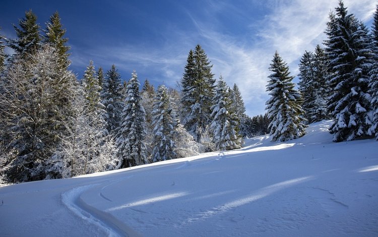 лес, зима, колея, forest, winter, track