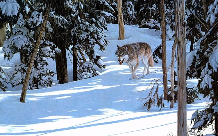 лес, зима, волк, крадётся, forest, winter, wolf, sneaks