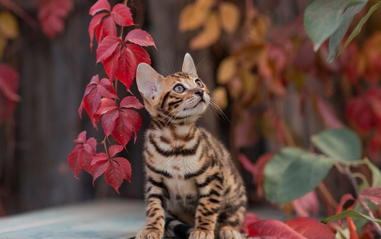 листья, котенок, leaves, kitty