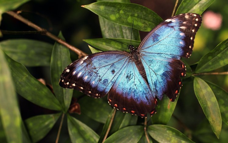 листья, макро, насекомое, бабочка, крылья, темный фон, голубая, морфо, leaves, macro, insect, butterfly, wings, the dark background, blue, morpho