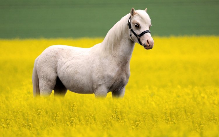 лошадь, белый, конь, рапс, horse, white, rape