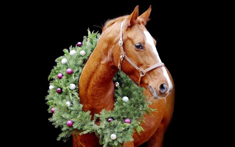 конь, лошадь, елочные игрушки, новый год, венок, хвоя, портрет, шарики, черный фон, рыжий, рождество, horse, christmas decorations, new year, wreath, needles, portrait, balls, black background, red, christmas