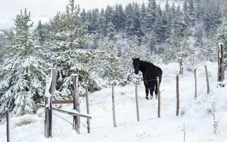 лошадь, снег, природа, лес, зима, забор, ограждение, ели, конь, horse, snow, nature, forest, winter, the fence, ate