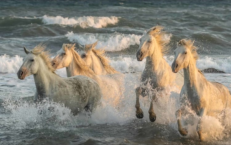 лошади, пятерка, скорости, животно е, horse, five, speed, animals
