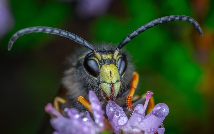 макро, цветок, капли, взгляд, темный фон, усики, пчела, шершень, macro, flower, drops, look, the dark background, antennae, bee, hornet