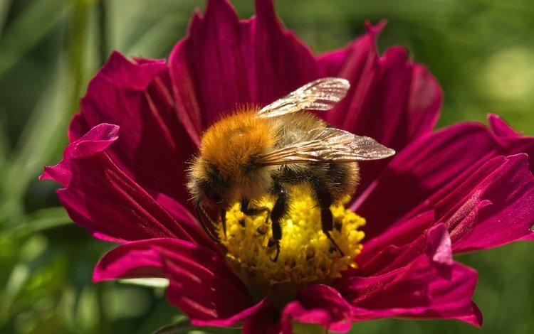 макро, цветок, лето, пчела, macro, flower, summer, bee