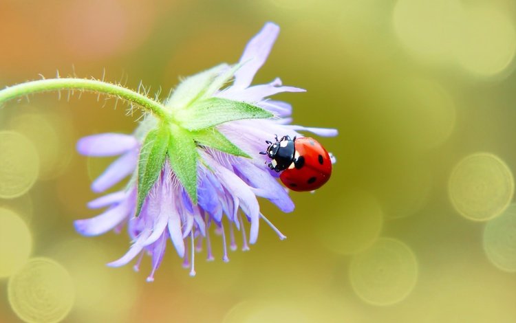 макро, фон, цветок, божья коровка, macro, background, flower, ladybug