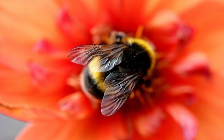 макро, фон, цветок, красный, шмель, размытие, боке, крылышки, macro, background, flower, red, bumblebee, blur, bokeh, wings