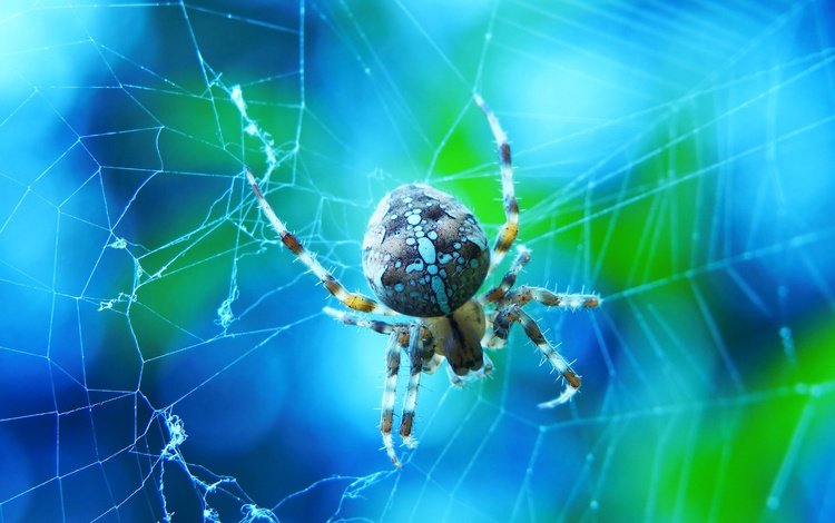 макро, голубой фон, паук, паутина, боке, крестовик, macro, blue background, spider, web, bokeh