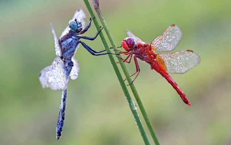 макро, пара, две, стрекозы, macro, pair, two, dragonflies