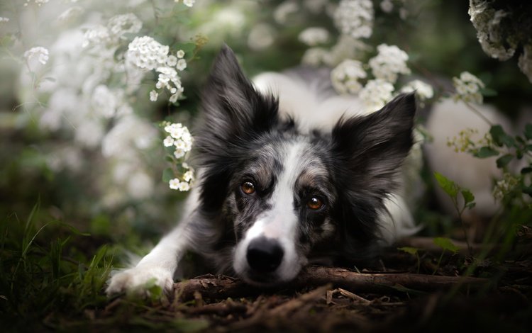 морда, цветы, взгляд, собака, бордер-колли, face, flowers, look, dog, the border collie