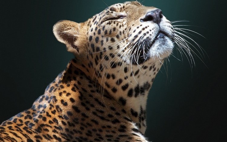 морда, фон, ягуар, дикая кошка, face, background, jaguar, wild cat