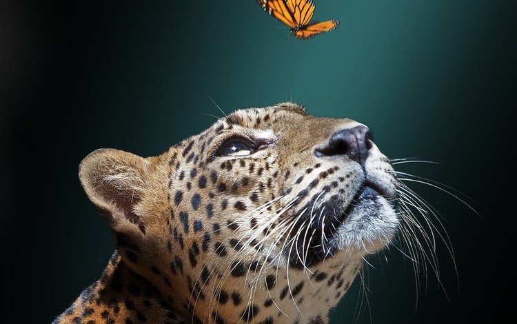 морда, фон, бабочка, ягуар, дикая кошка, face, background, butterfly, jaguar, wild cat