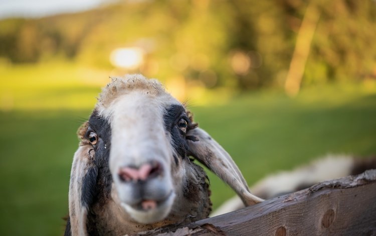 морда, фон, овца, face, background, sheep